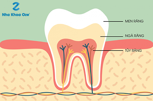 Tủy răng đóng vai trò quan trọng quyết định đến sức khoẻ của chiếc răng đó và toàn bộ khoang miệng
