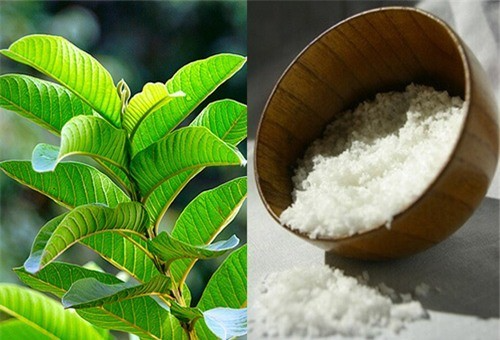 Sự kết hợp giữa lá ổi và muối giúp giảm đau răng