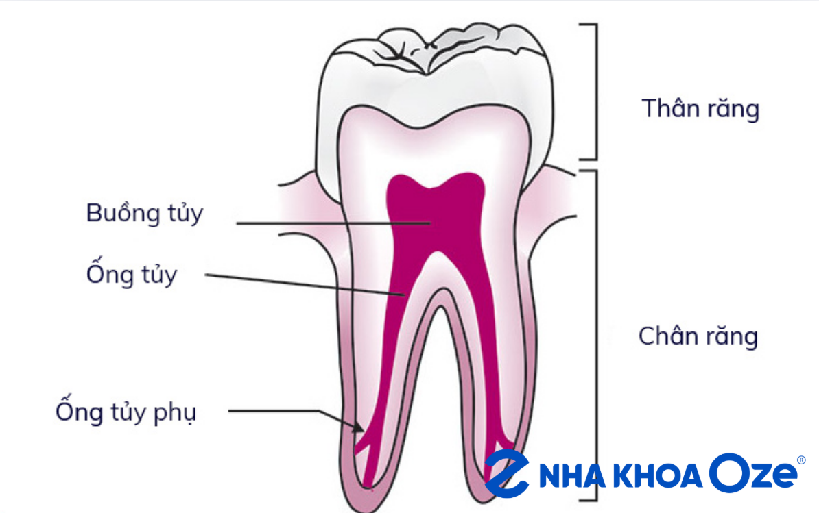 Root canal là gì? – 1 phần thuộc chân và 1 phần của thân răng