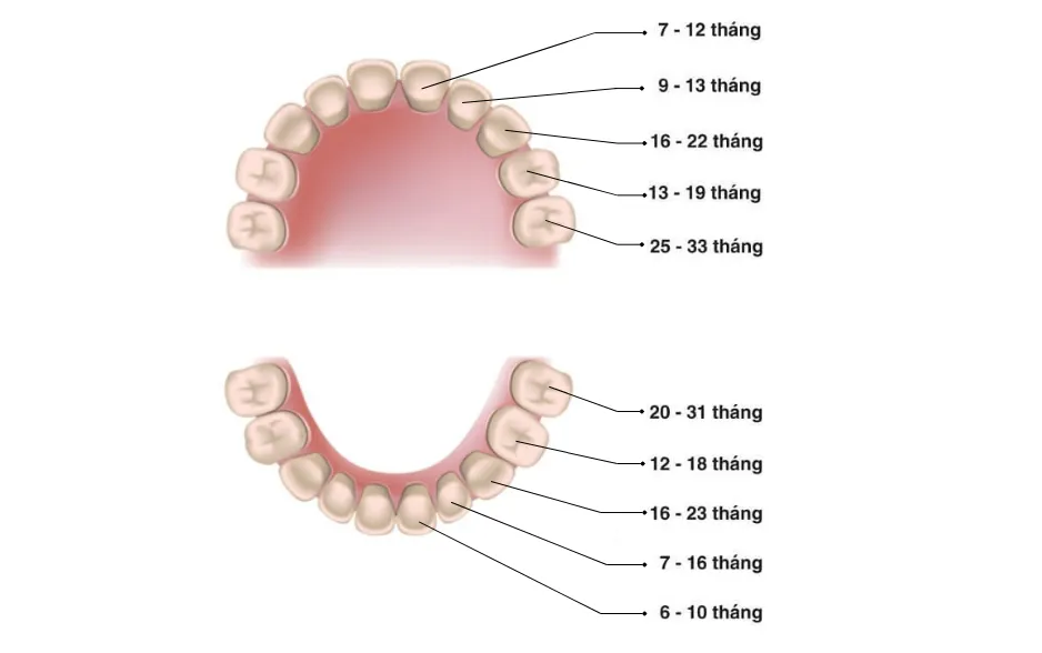 Sơ đồ thời gian và thứ tự mọc răng sữa của trẻ