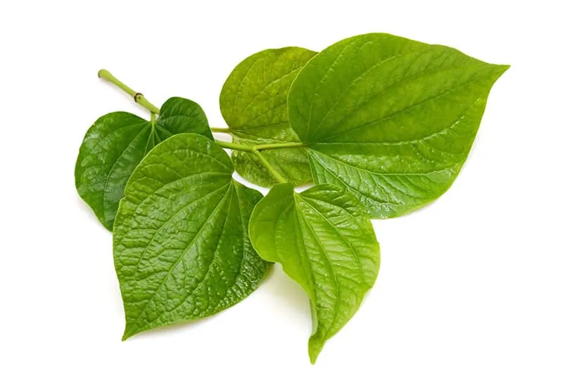 Lá lốt có tác dụng chữa các bệnh về răng miệng