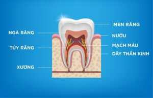 Tủy răng là gì? Các vấn đề gặp phải ở tủy răng