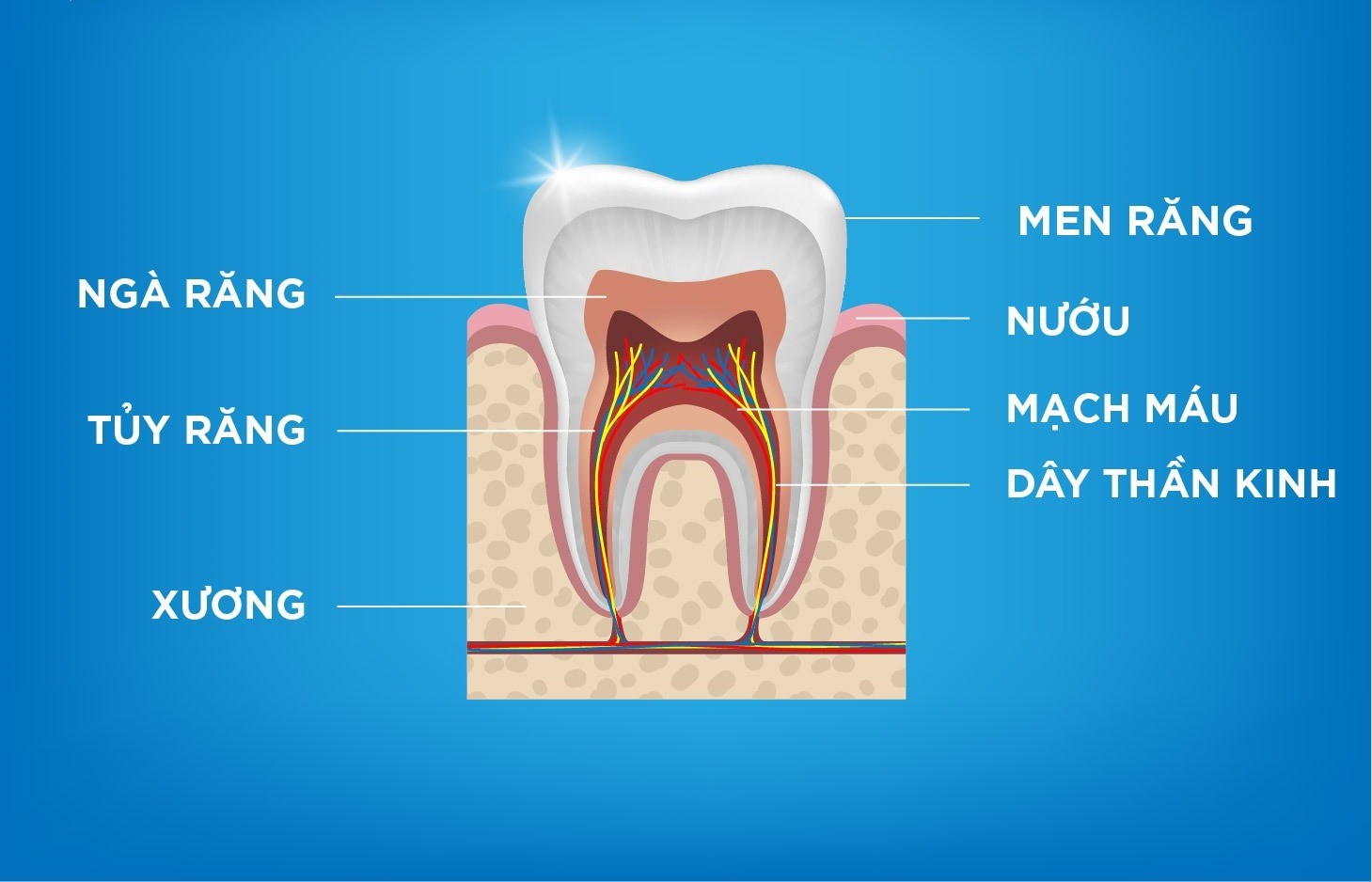 Lợi ích của tủy răng