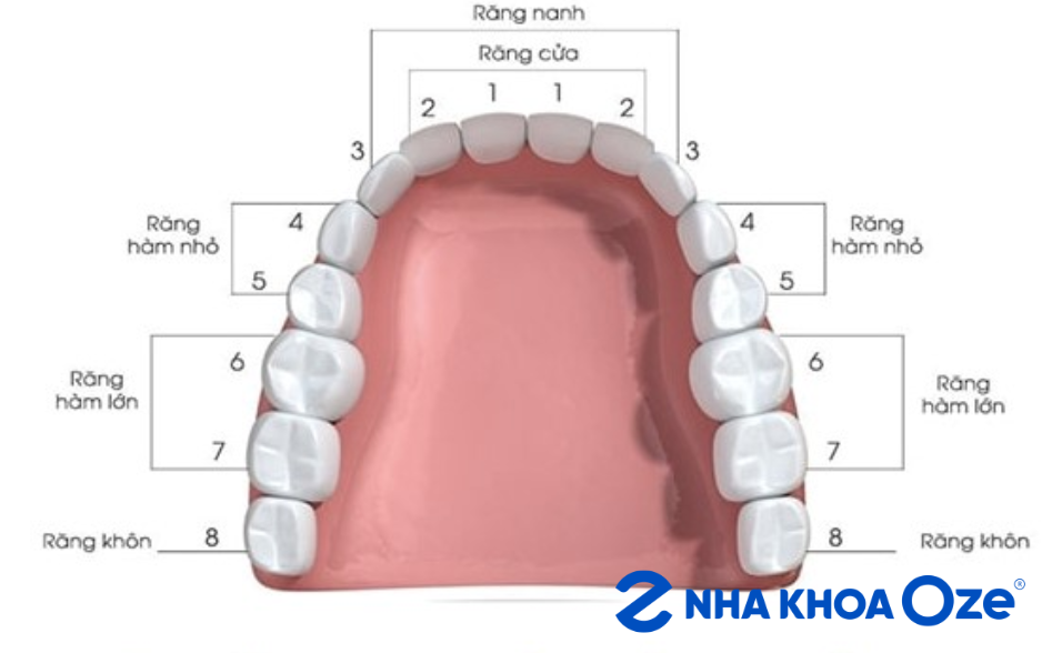 Sơ đồ vị trí các răng