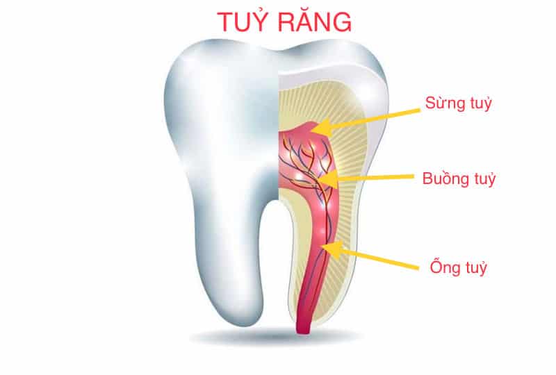 Cấu tạo tủy răng hàm dưới và hệ thống ống tủy